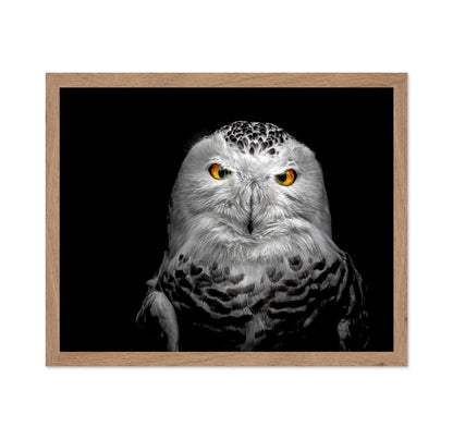 Owl Face Closeup