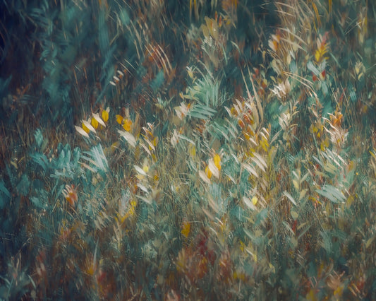 Wild Grass Field