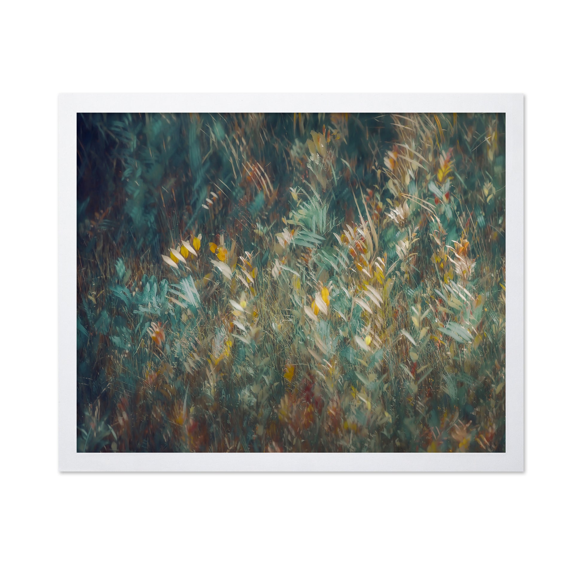 Wild Grass Field