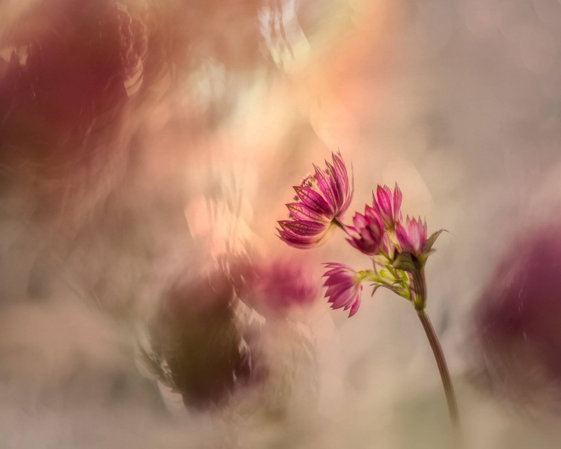 Soft Pink Flower
