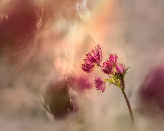 Soft Pink Flower