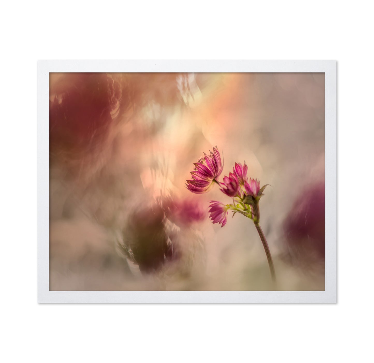 Soft Pink Flower