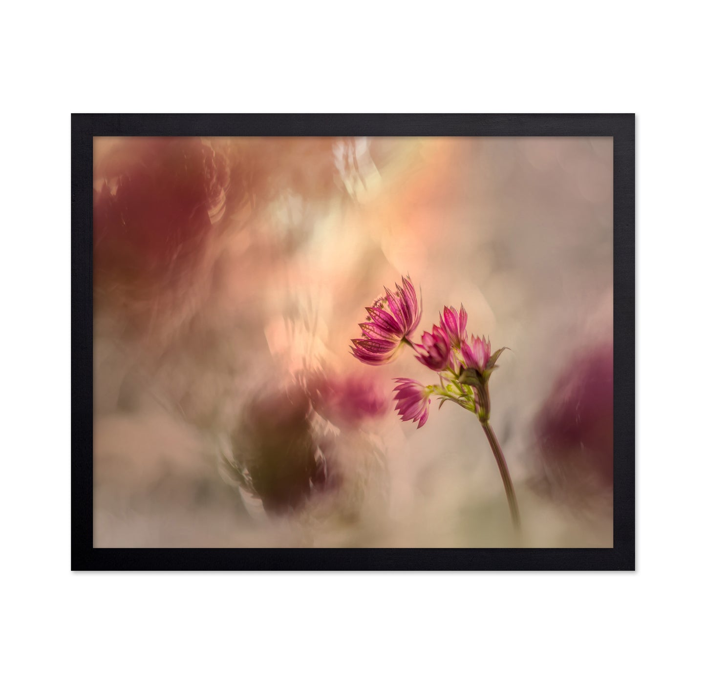 Soft Pink Flower