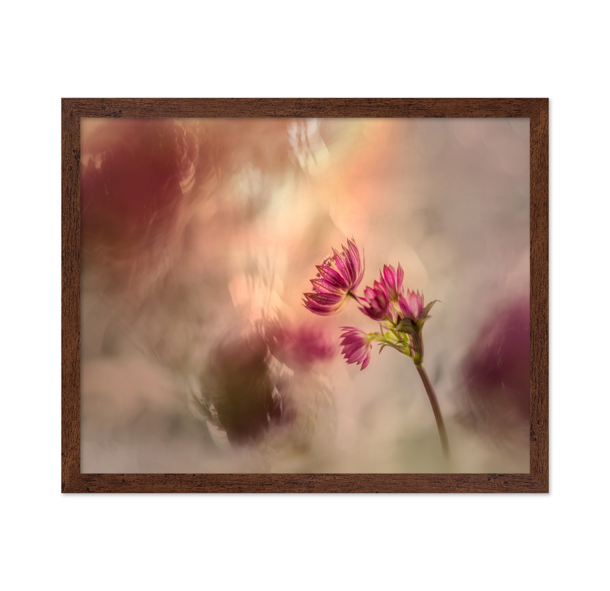 Soft Pink Flower