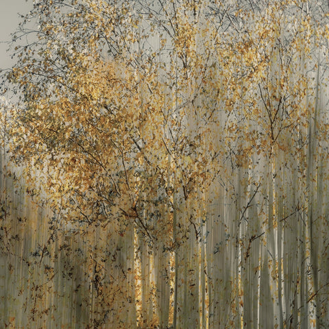 Golden Birch Trees