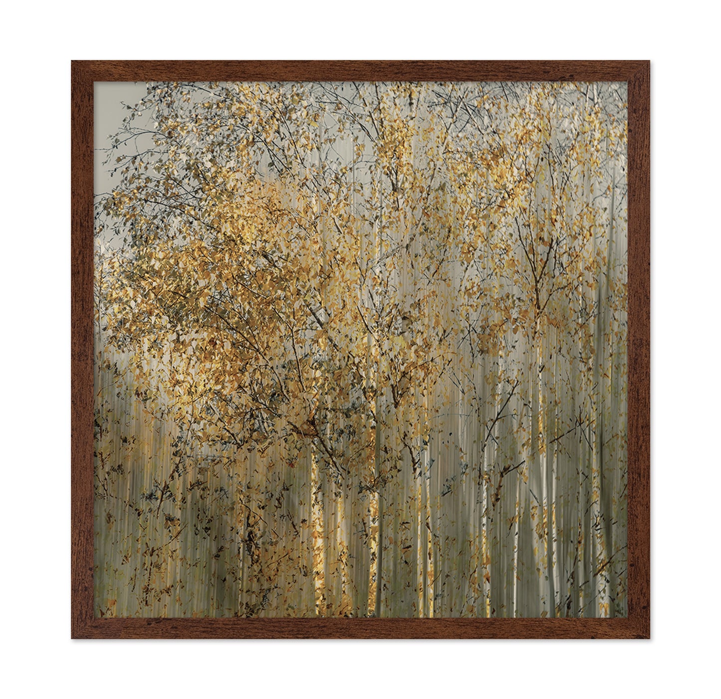 Golden Birch Trees