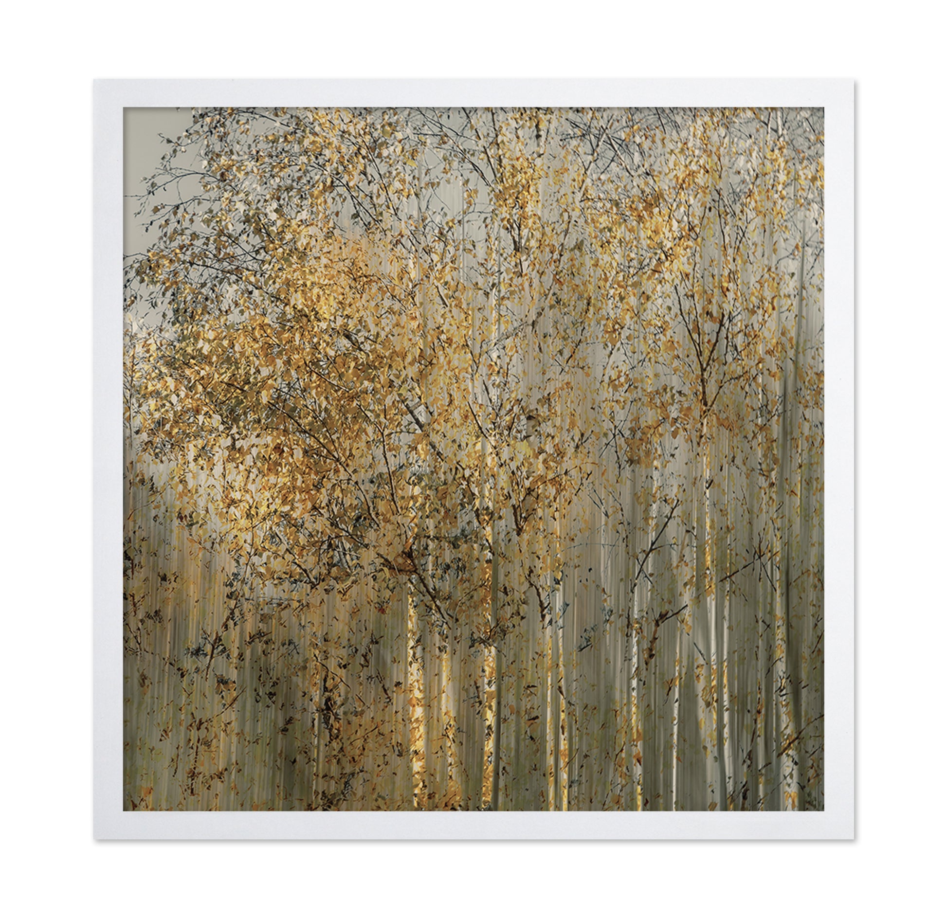 Golden Birch Trees