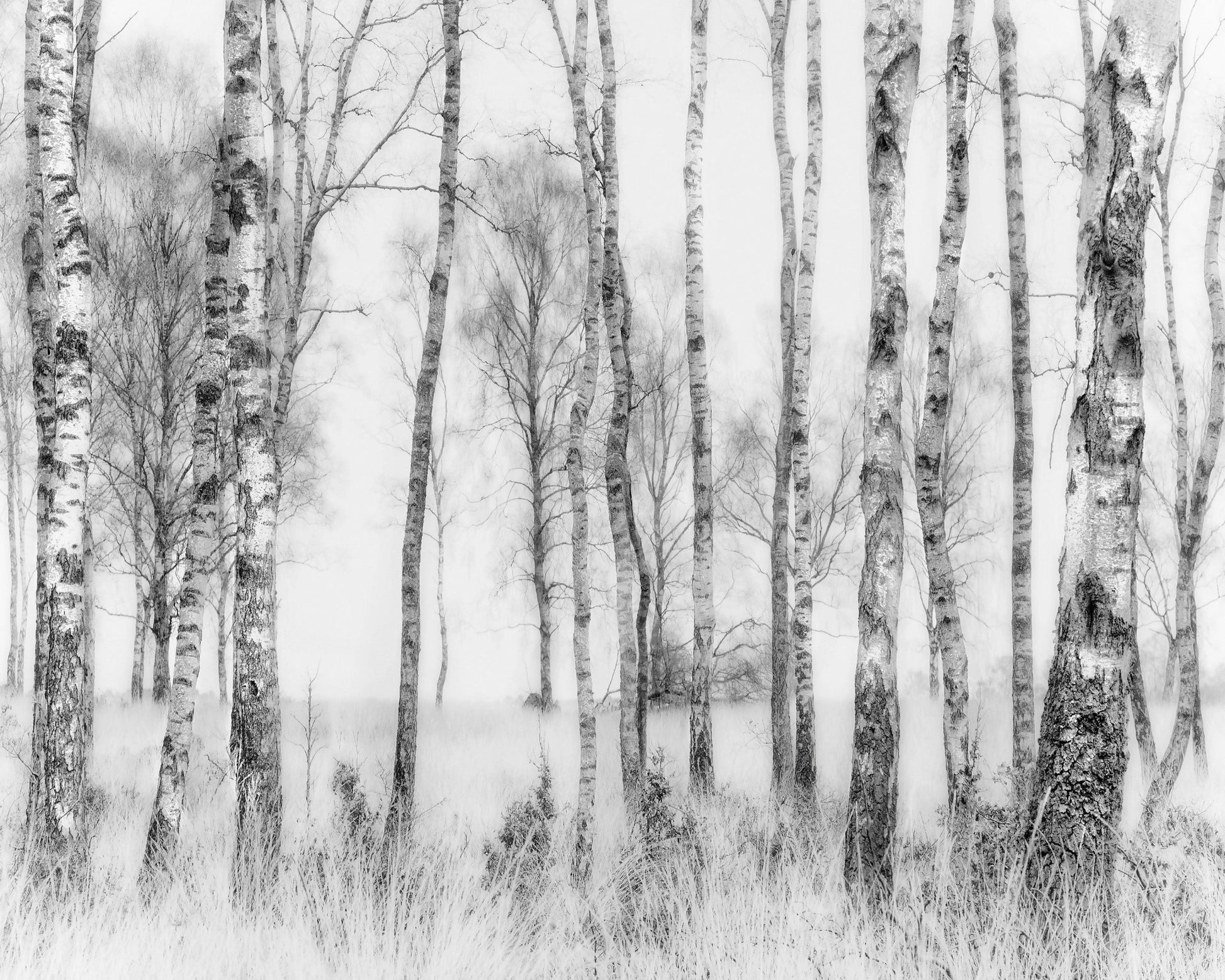 Birch Forest Monochrome