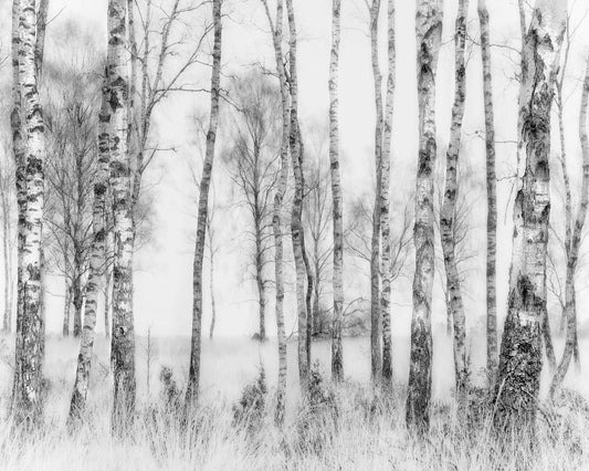 Birch Forest Monochrome