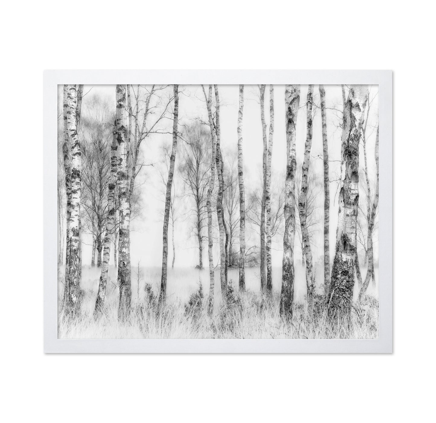 Birch Forest Monochrome
