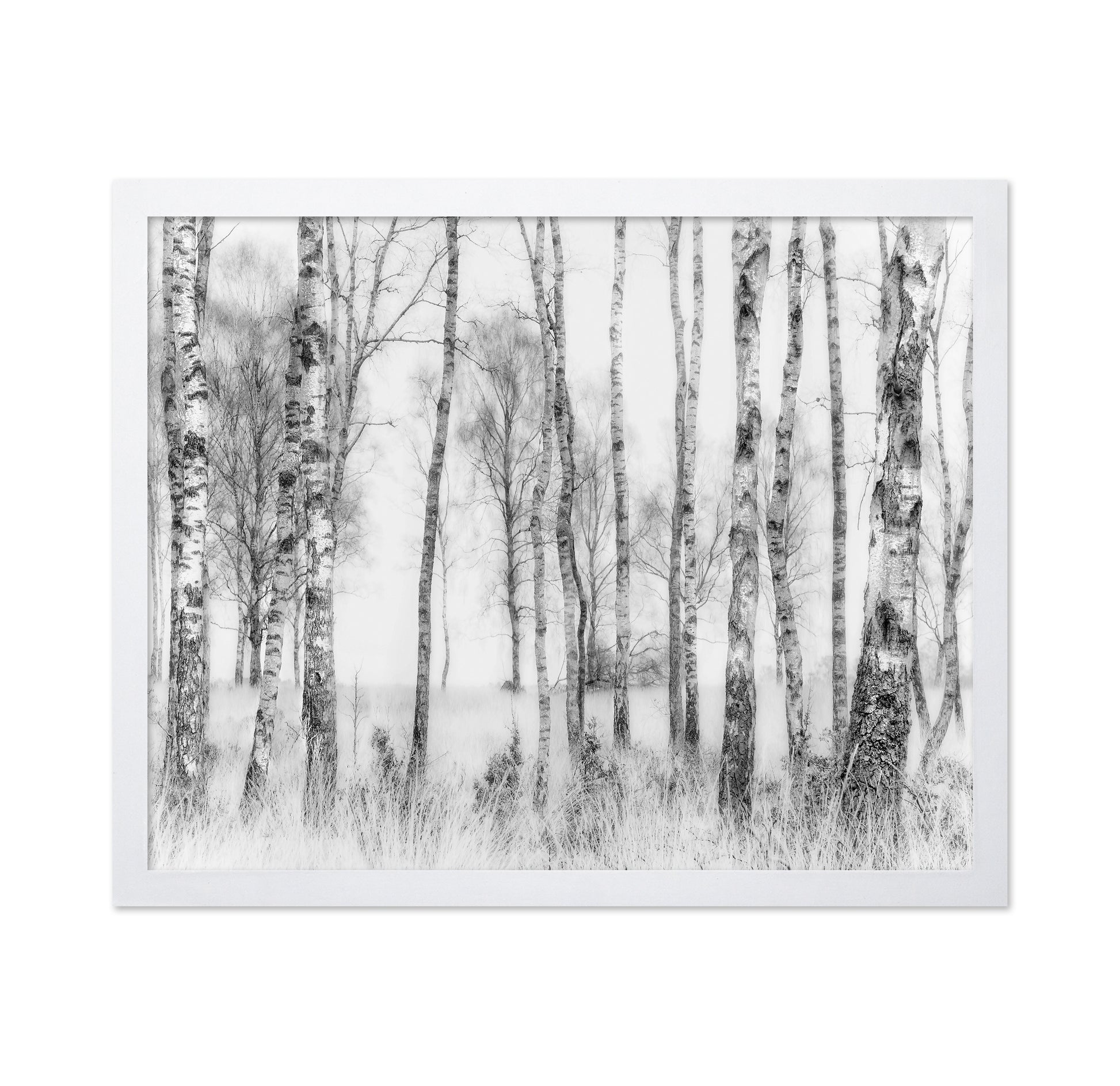 Birch Forest Monochrome