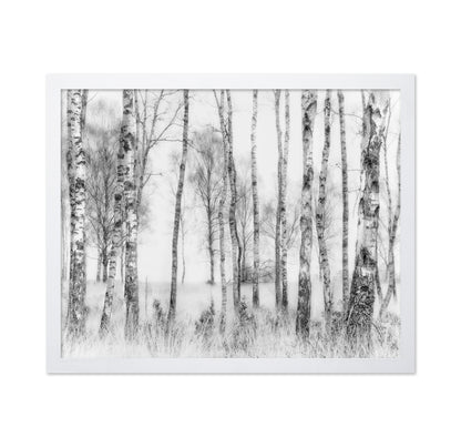 Birch Forest Monochrome