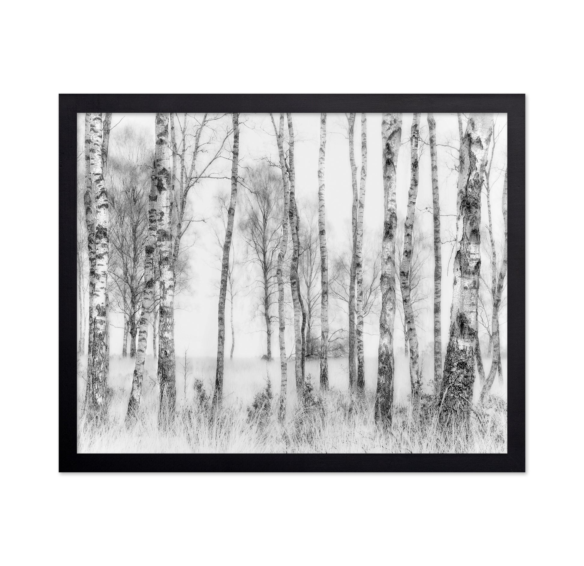 Birch Forest Monochrome