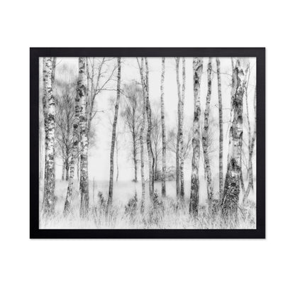 Birch Forest Monochrome