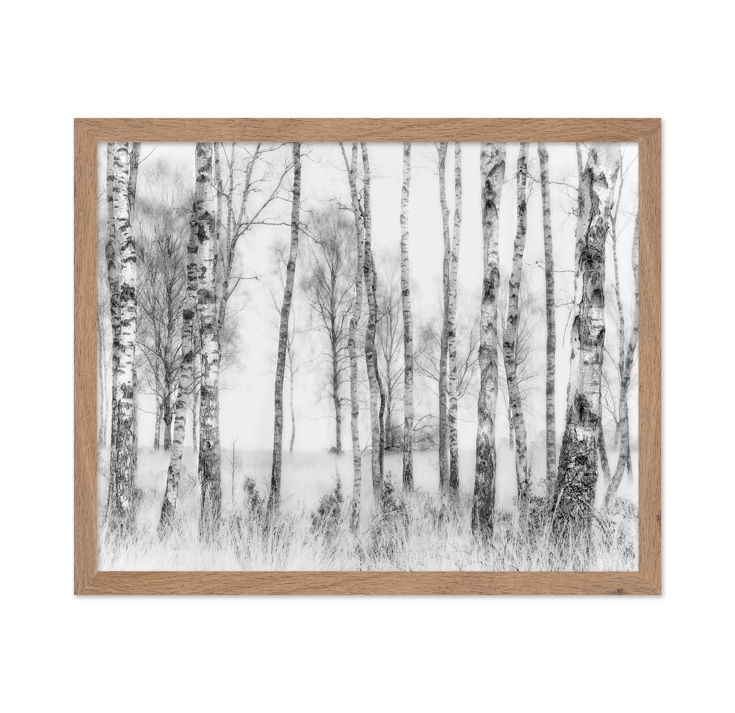 Birch Forest Monochrome