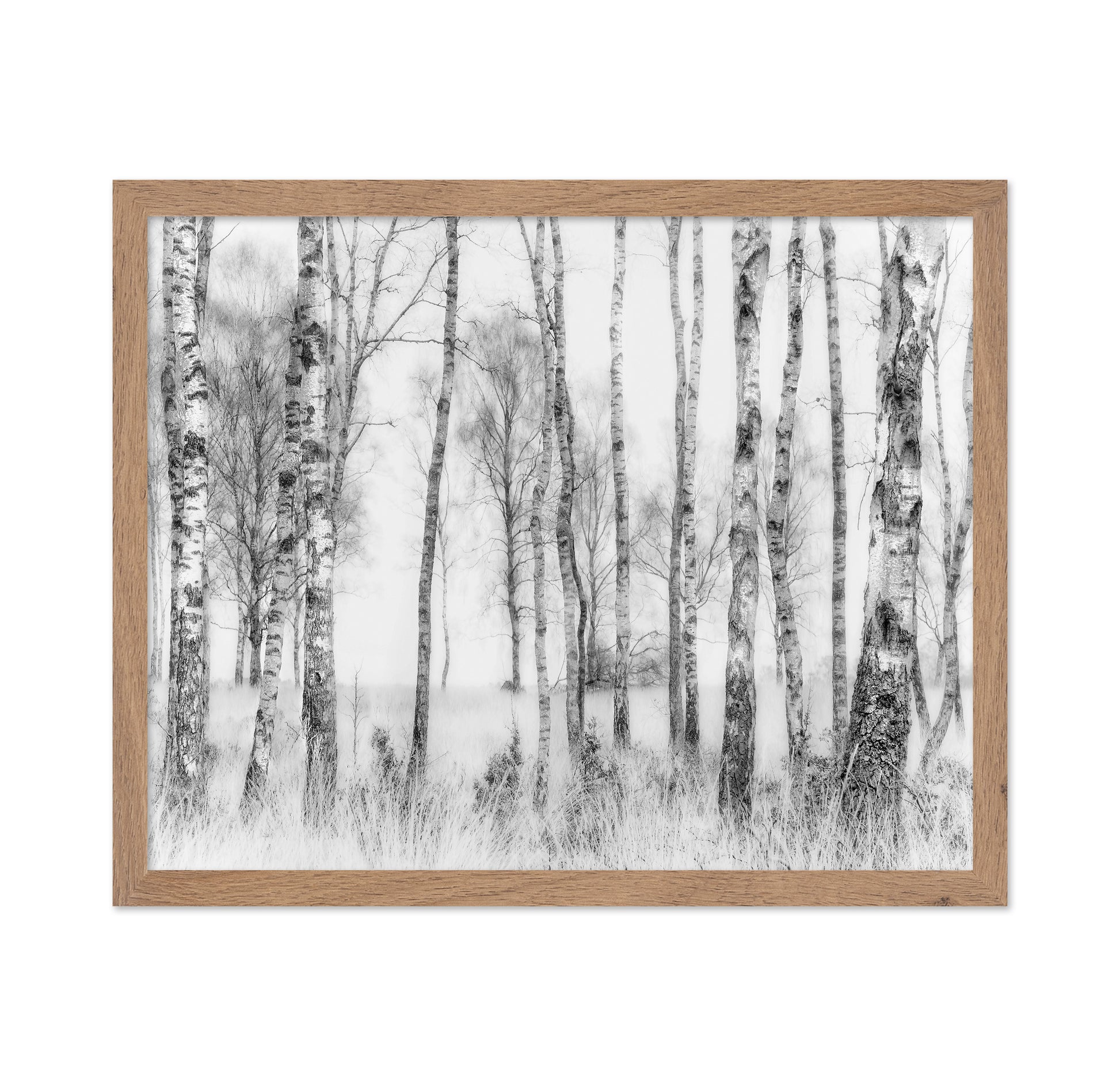 Birch Forest Monochrome
