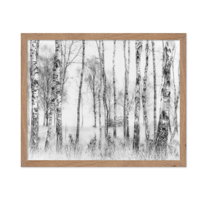 Birch Forest Monochrome