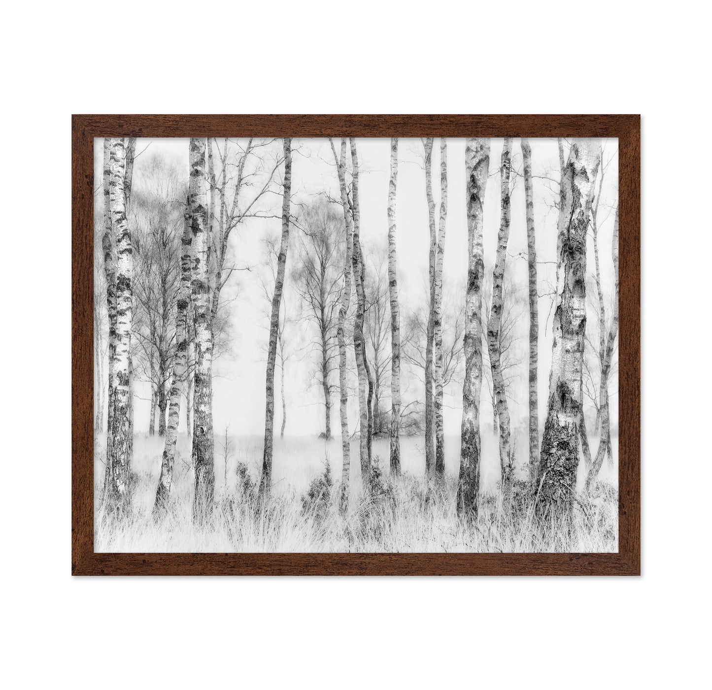 Birch Forest Monochrome