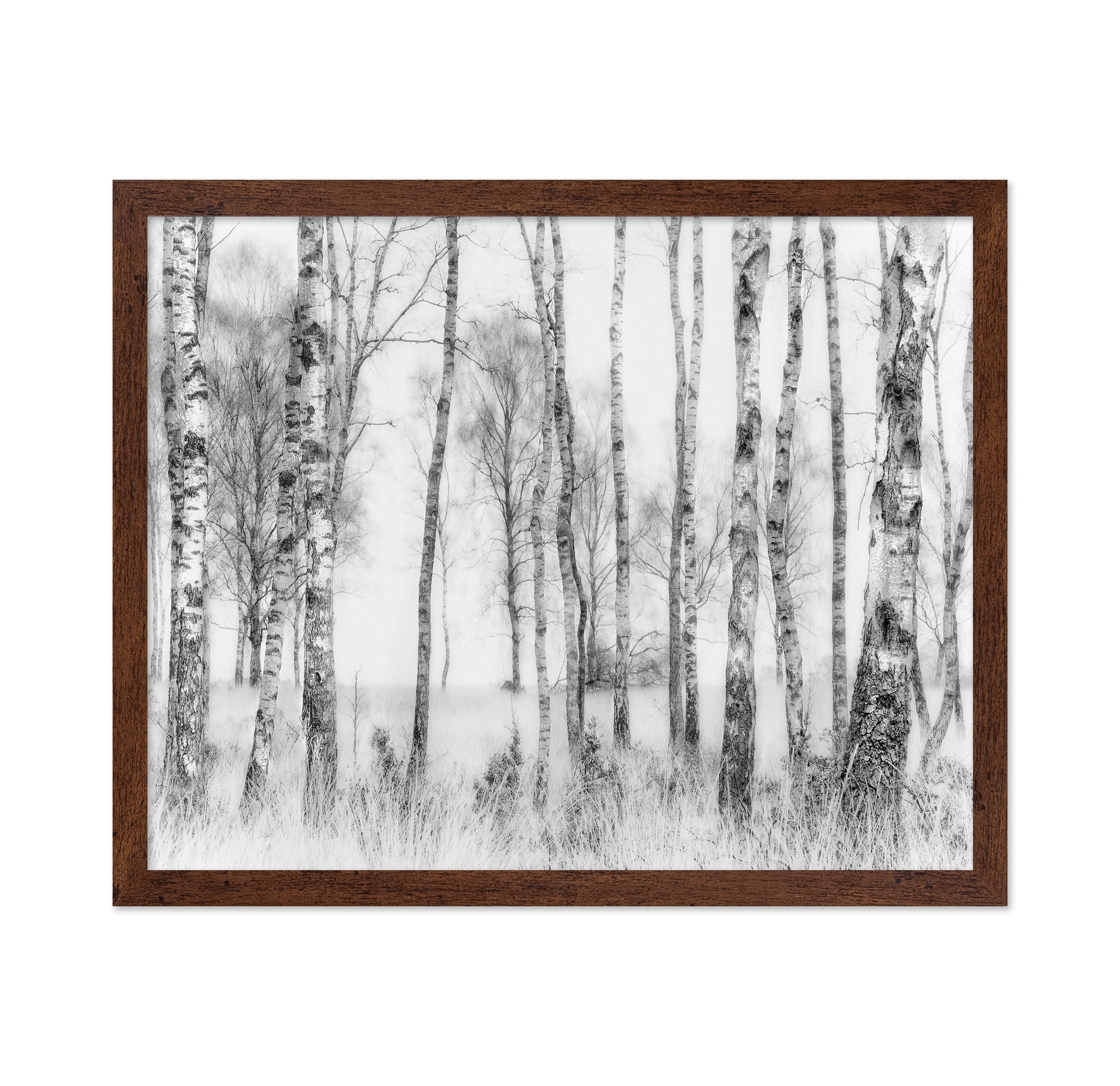 Birch Forest Monochrome