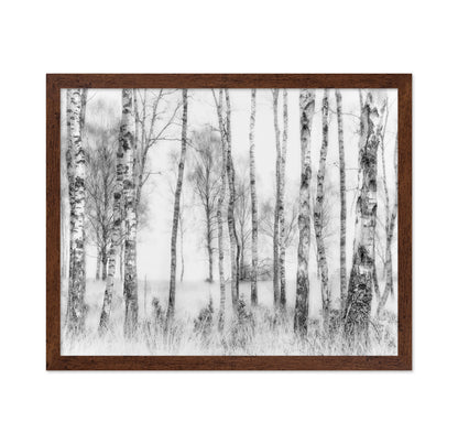 Birch Forest Monochrome