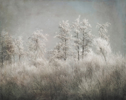 Frosted Winter Trees