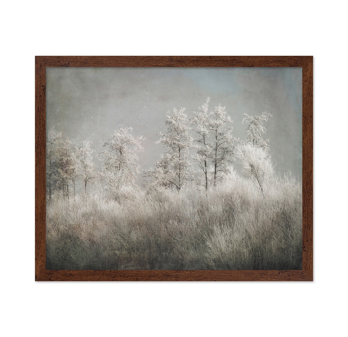 Frosted Winter Trees