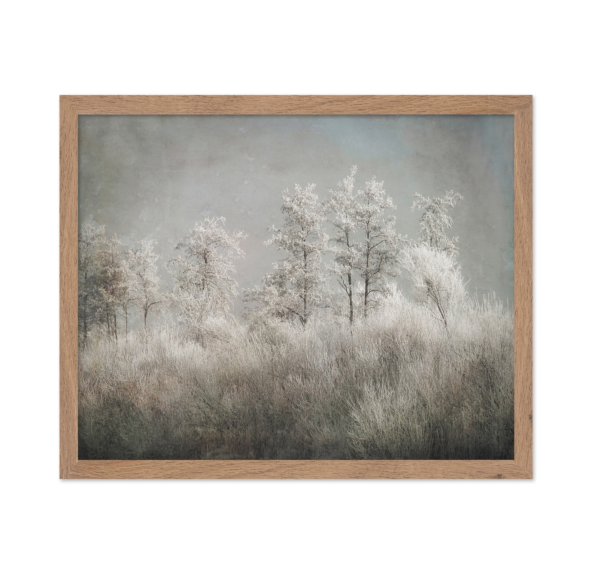 Frosted Winter Trees