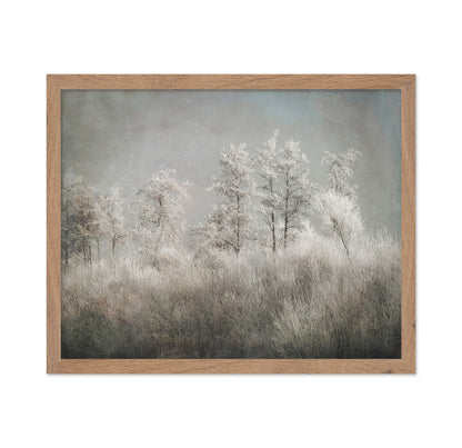 Frosted Winter Trees