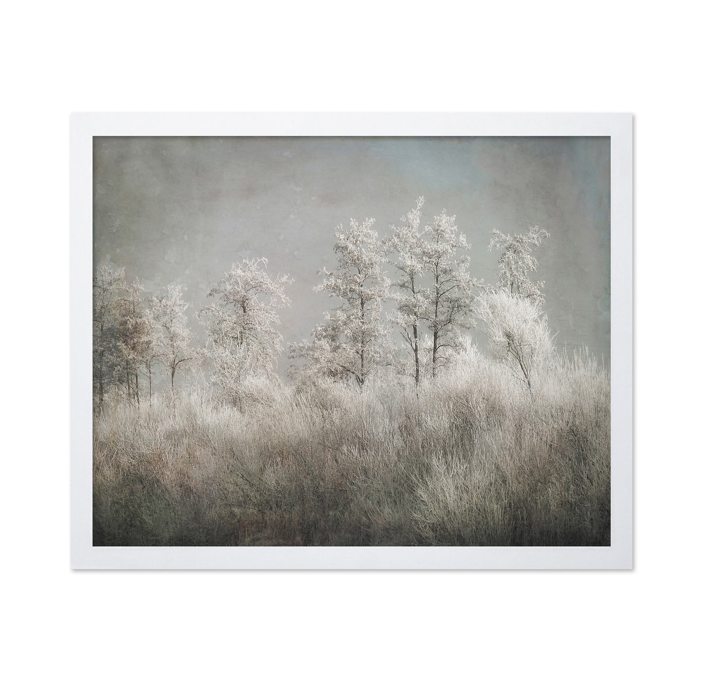 Frosted Winter Trees