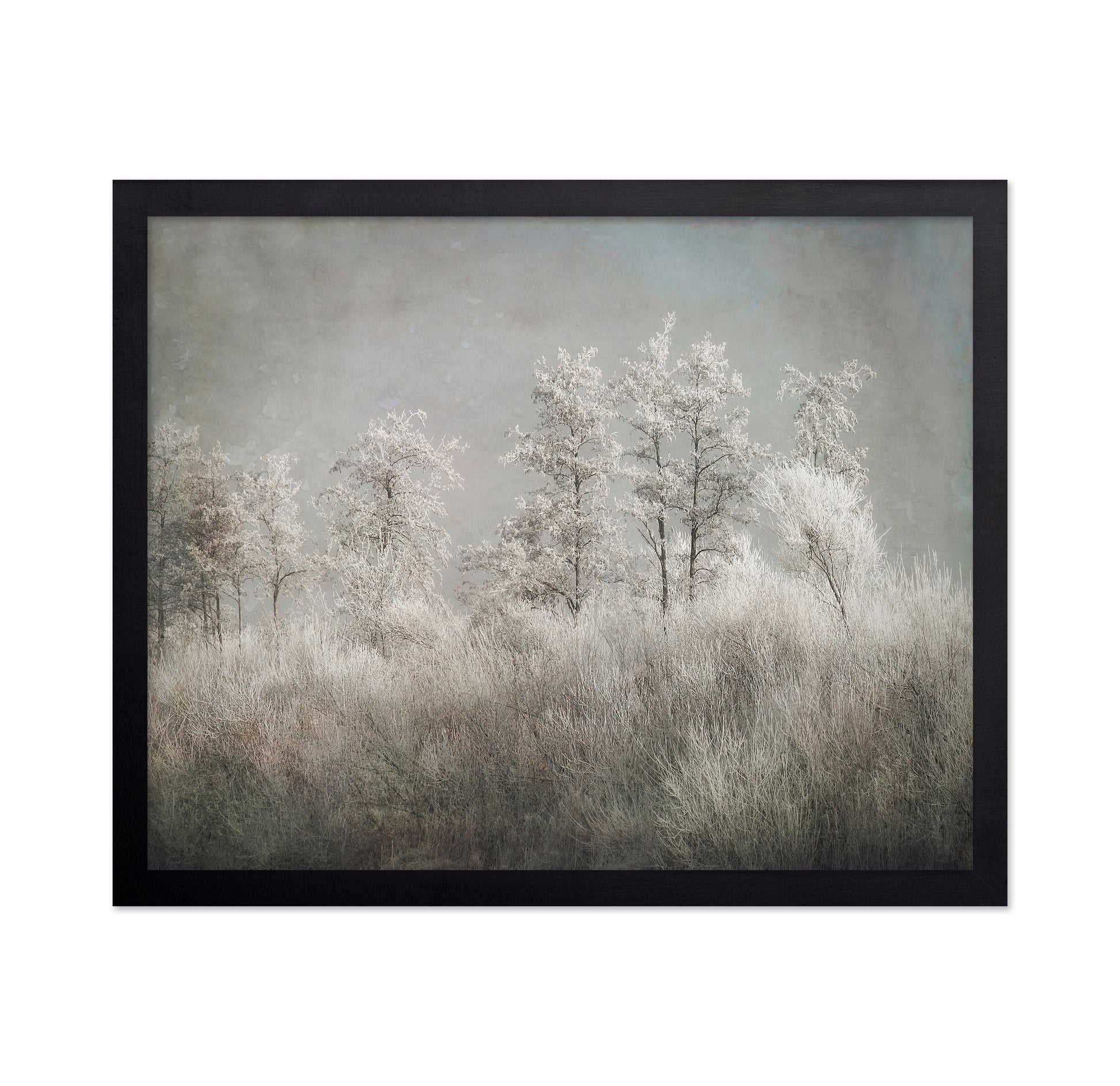 Frosted Winter Trees