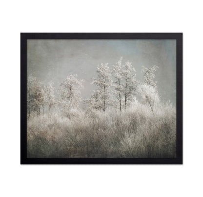 Frosted Winter Trees