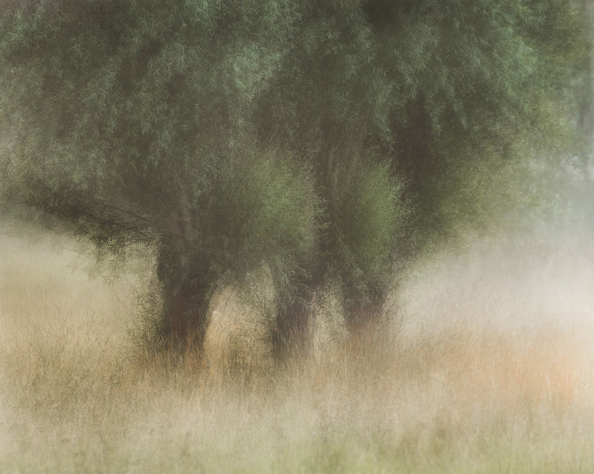 Soft Willow Trees