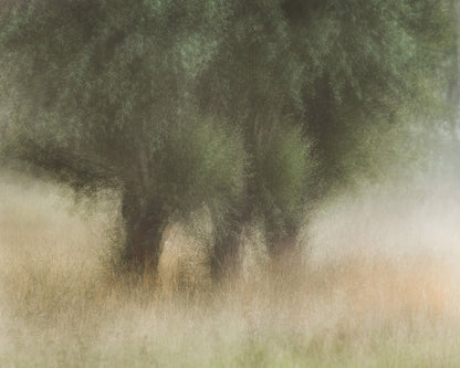 Soft Willow Trees