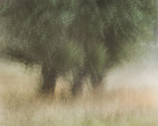 Soft Willow Trees