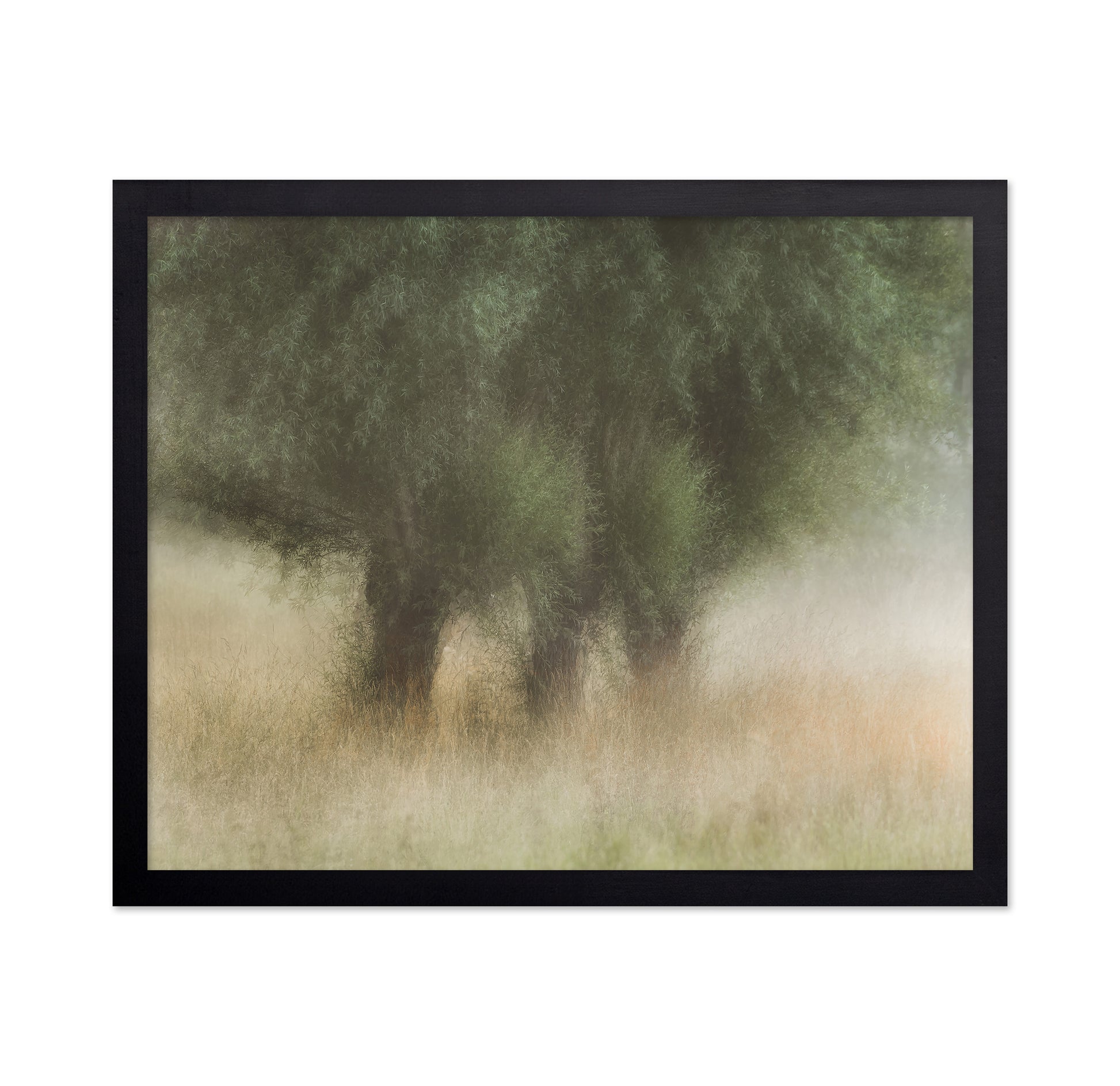 Soft Willow Trees