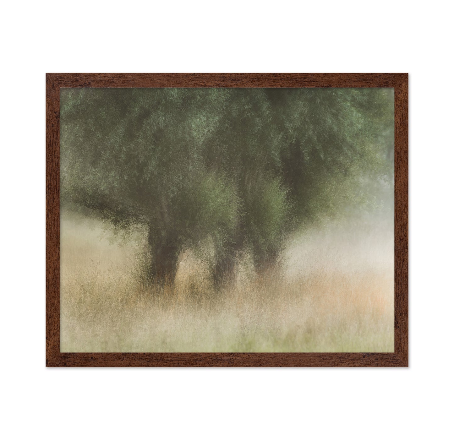Soft Willow Trees