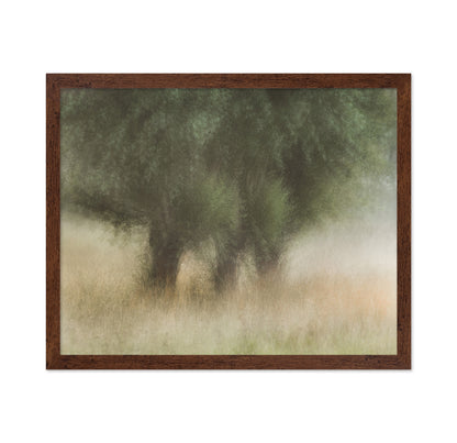 Soft Willow Trees