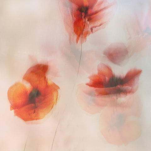 Soft Red Poppies