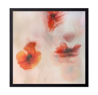 Soft Red Poppies