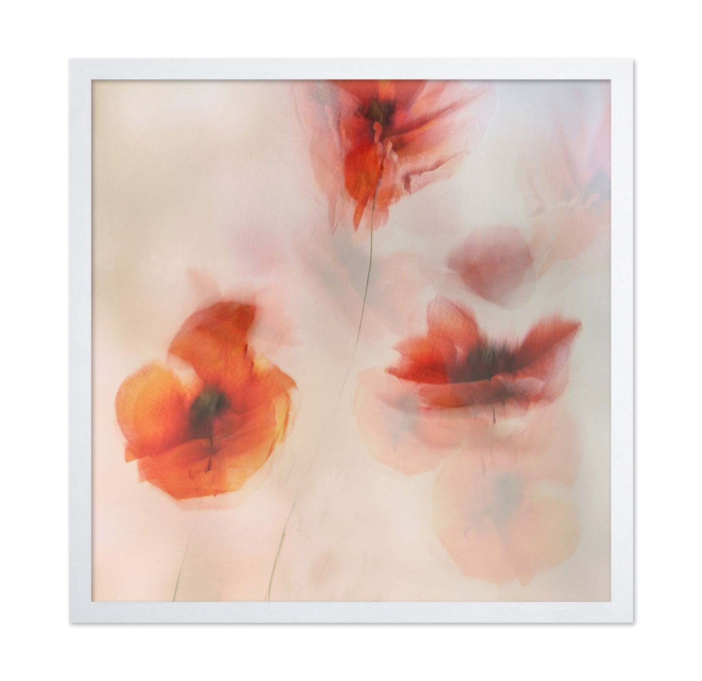 Soft Red Poppies