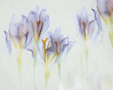 Soft Purple Crocus