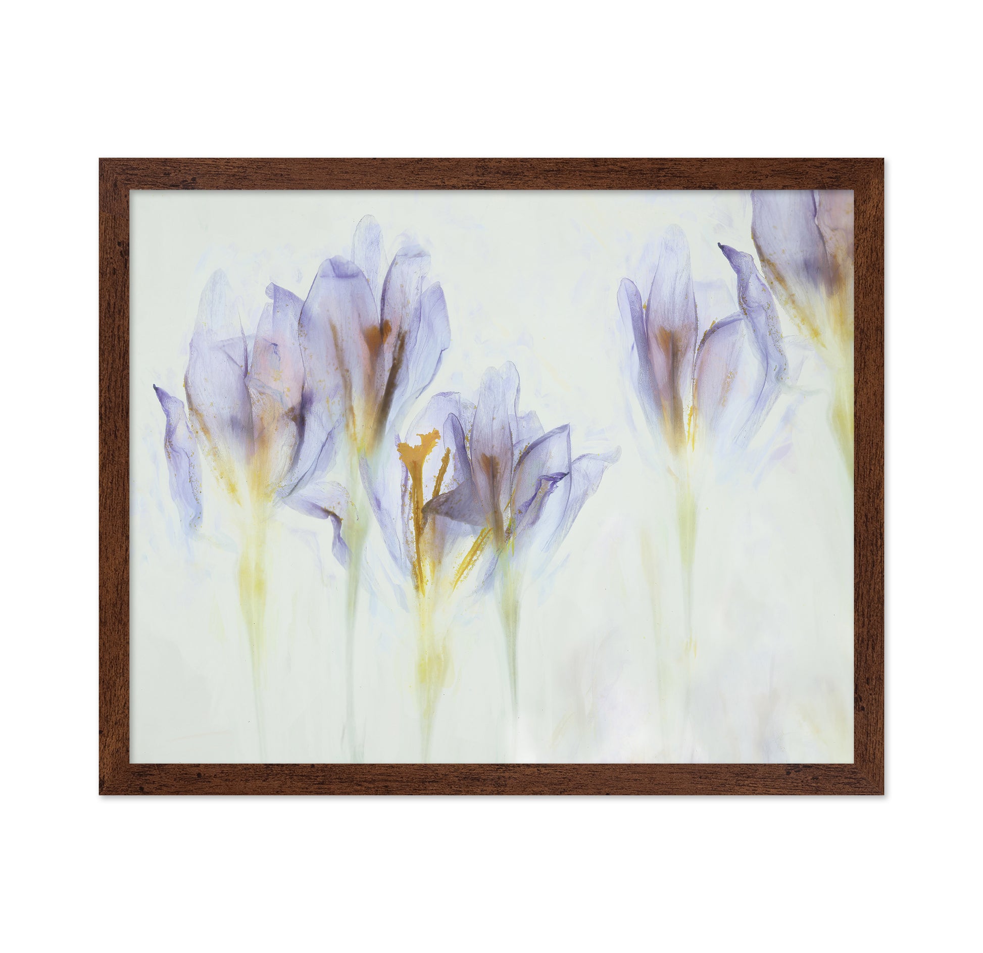 Soft Purple Crocus