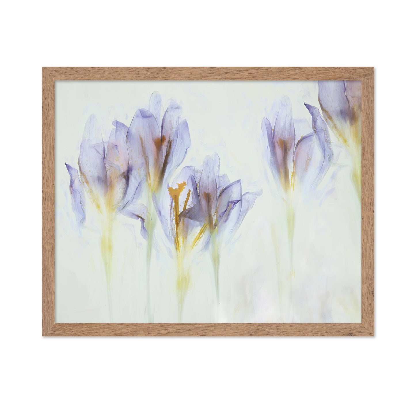 Soft Purple Crocus