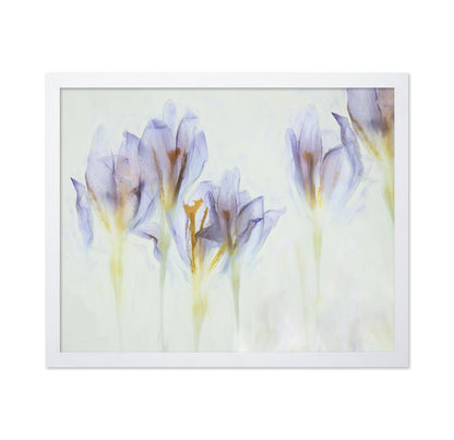 Soft Purple Crocus