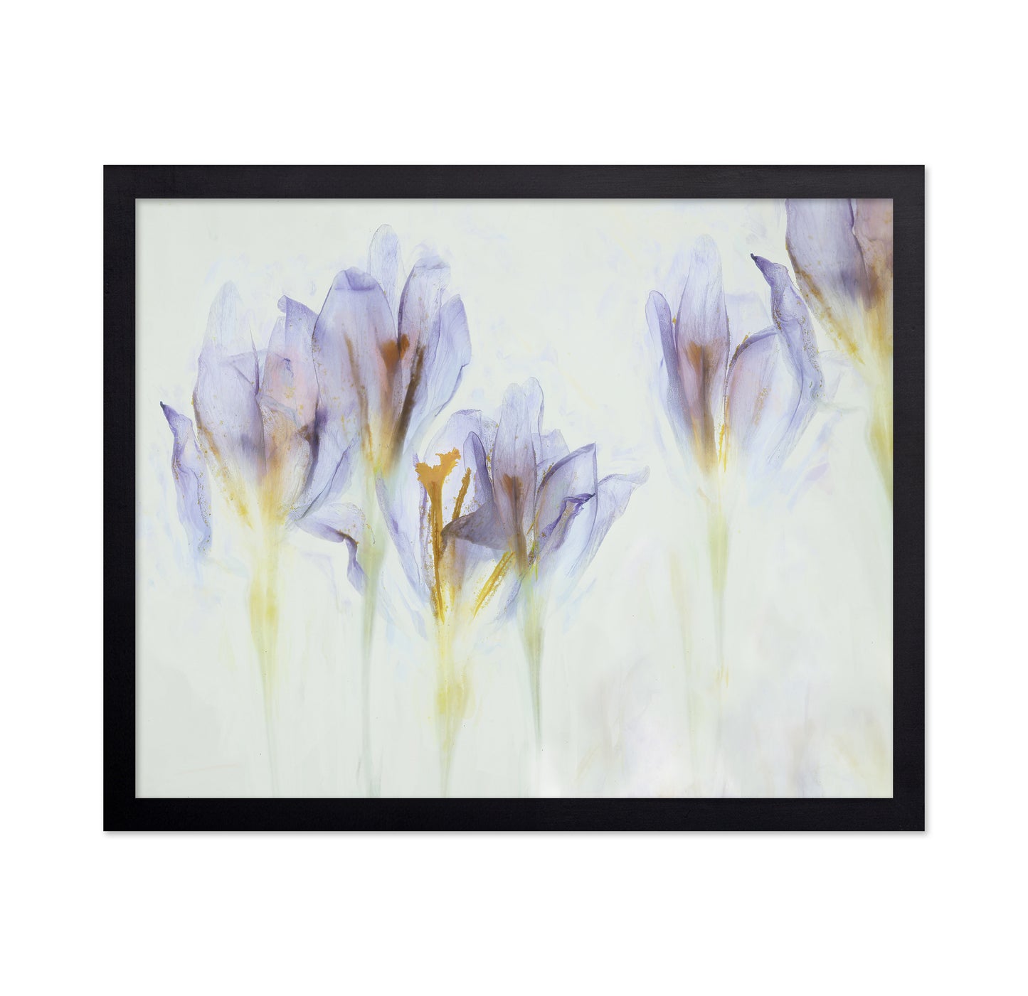 Soft Purple Crocus
