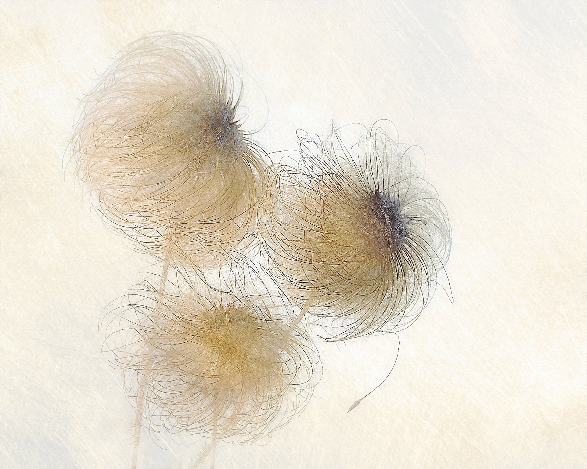 Delicate Seed Heads