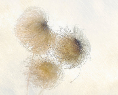 Delicate Seed Heads