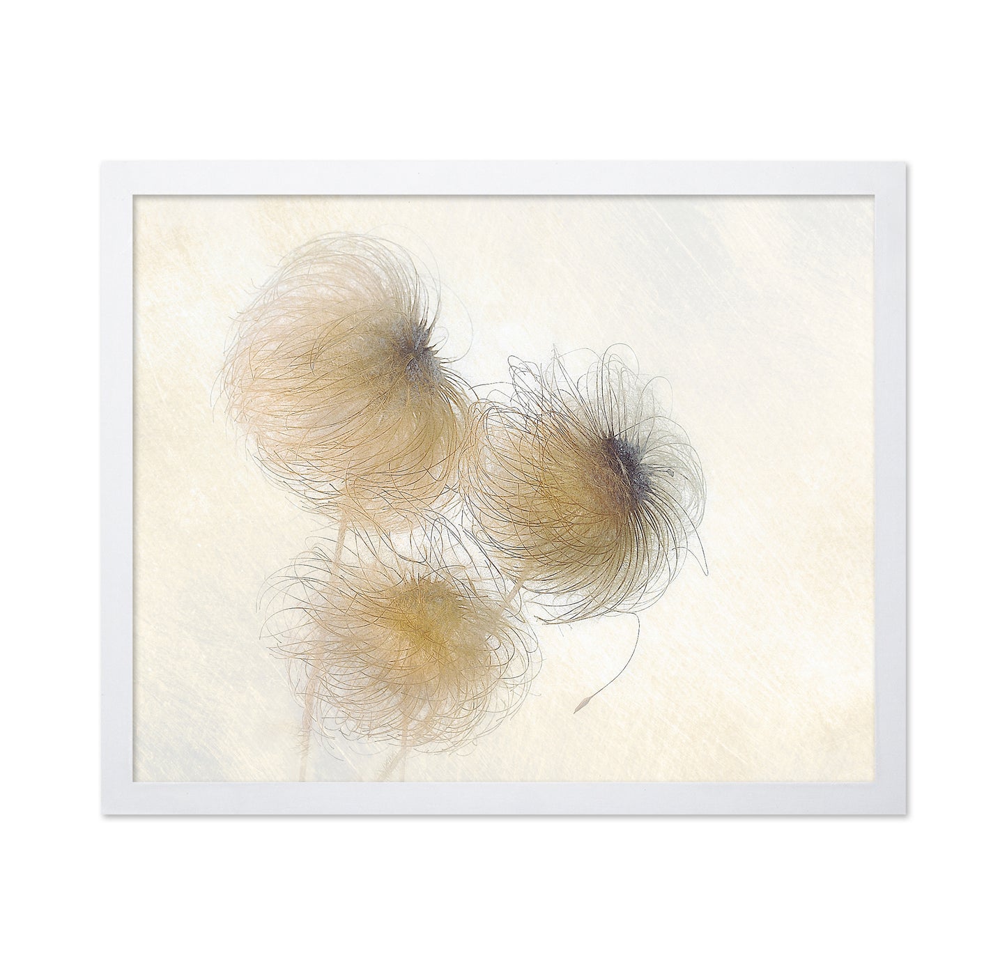 Delicate Seed Heads