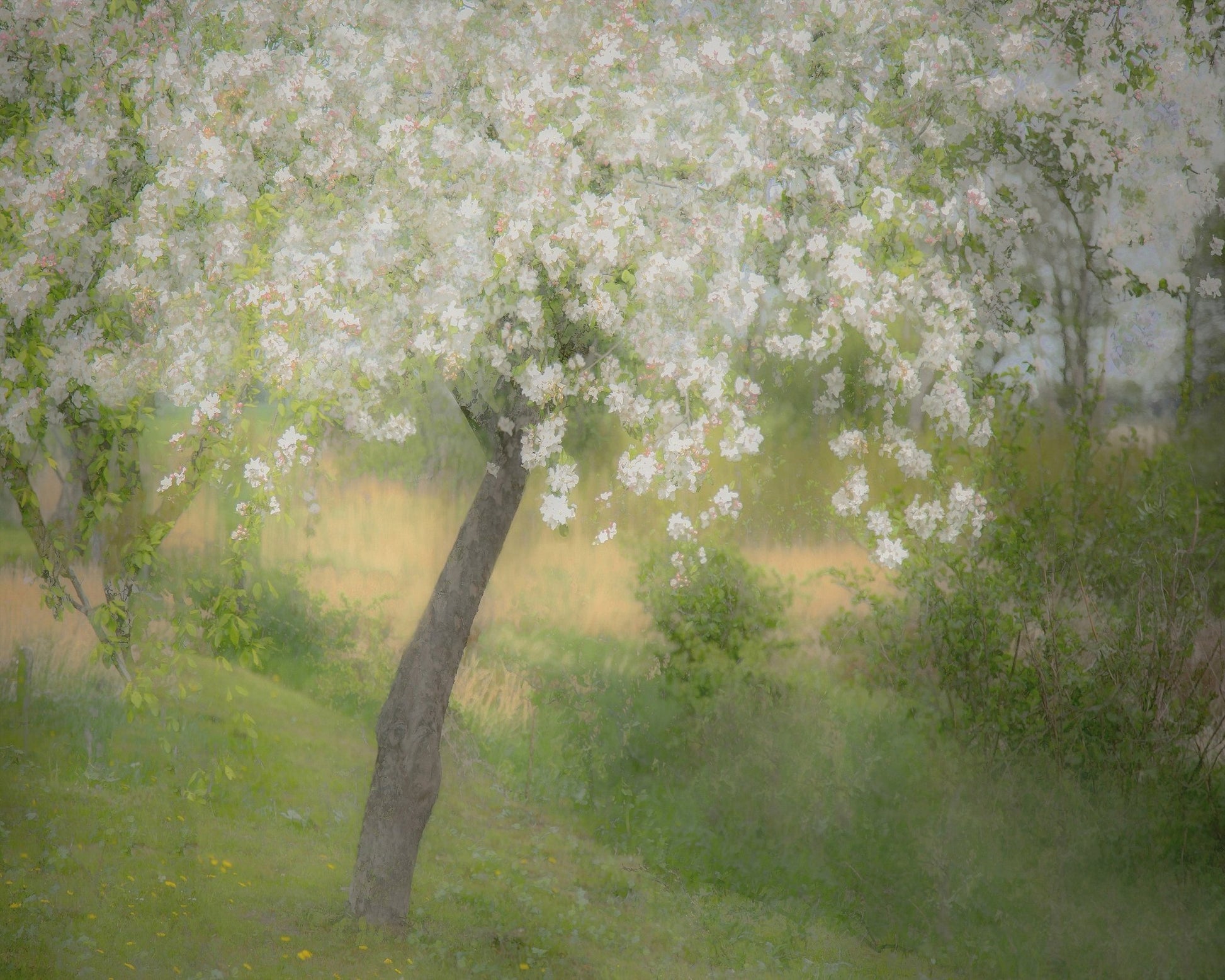 Blossoming Garden Tree