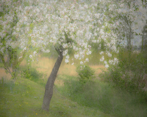 Blossoming Garden Tree